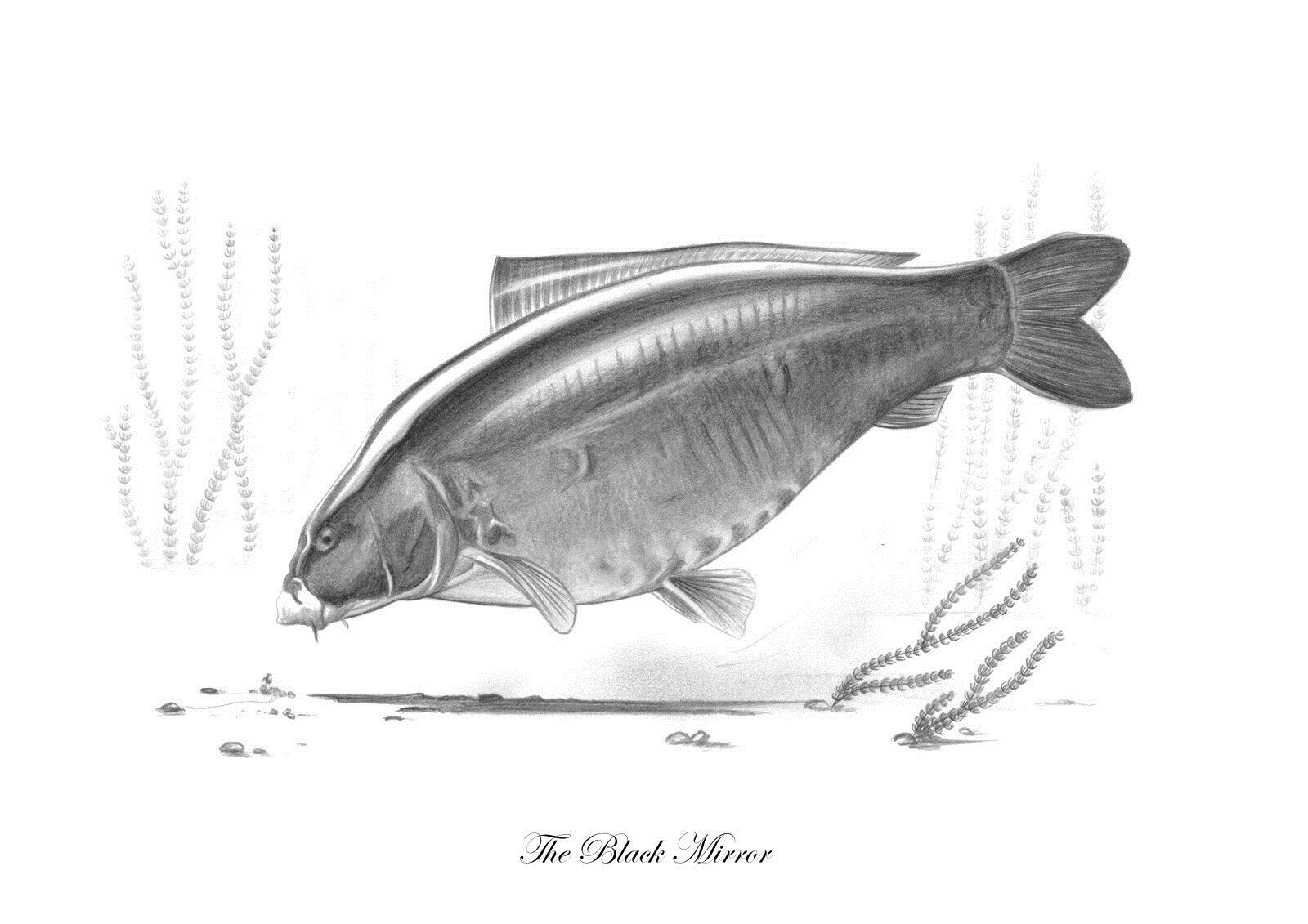 Рыба Карп рисунок карандашом